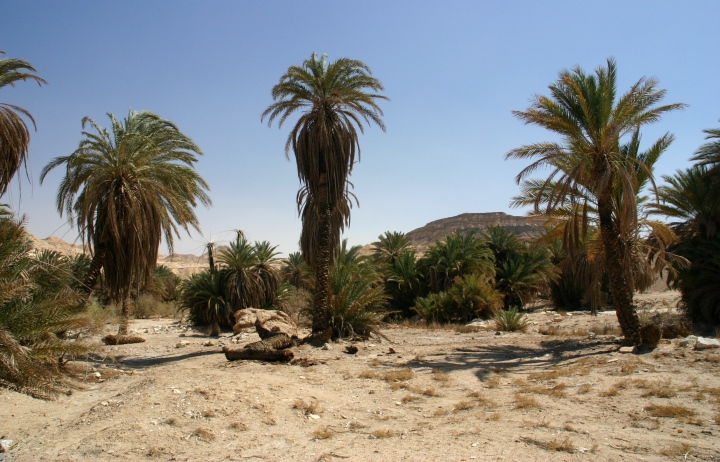 上图：西奈半岛的绿洲加兰德尔旱溪（Wadi Gharandel），一般认为这里就是「以琳」，而玛拉是北面11公里的哈瓦拉泉（'Ain Hawarah），那里还有一些泉水是苦的。现在这里有水井，但已经没有12股泉水。也有人认为以琳就是现代的摩西泉 (Ayun Musa) ，那里还有12股泉水。