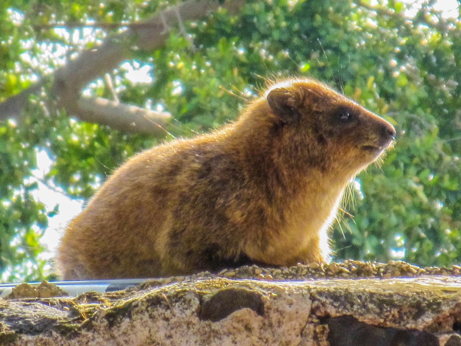 上图：加利利地区的岩蹄兔（Rock Hyrax）。蹄兔（Hyraxes）又叫岩狸，外形像兔，足有软掌，便于在岩石间跳跃行走。加利利海附近有许多岩石堆，有大量岩蹄兔在此安家。因为中国没有这种动物，所以音译为「沙番」。