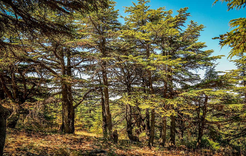 上图：黎巴嫩阿尔寿夫雪松自然保护区（Al Shouf Cedar Nature Reserve）的香柏木。