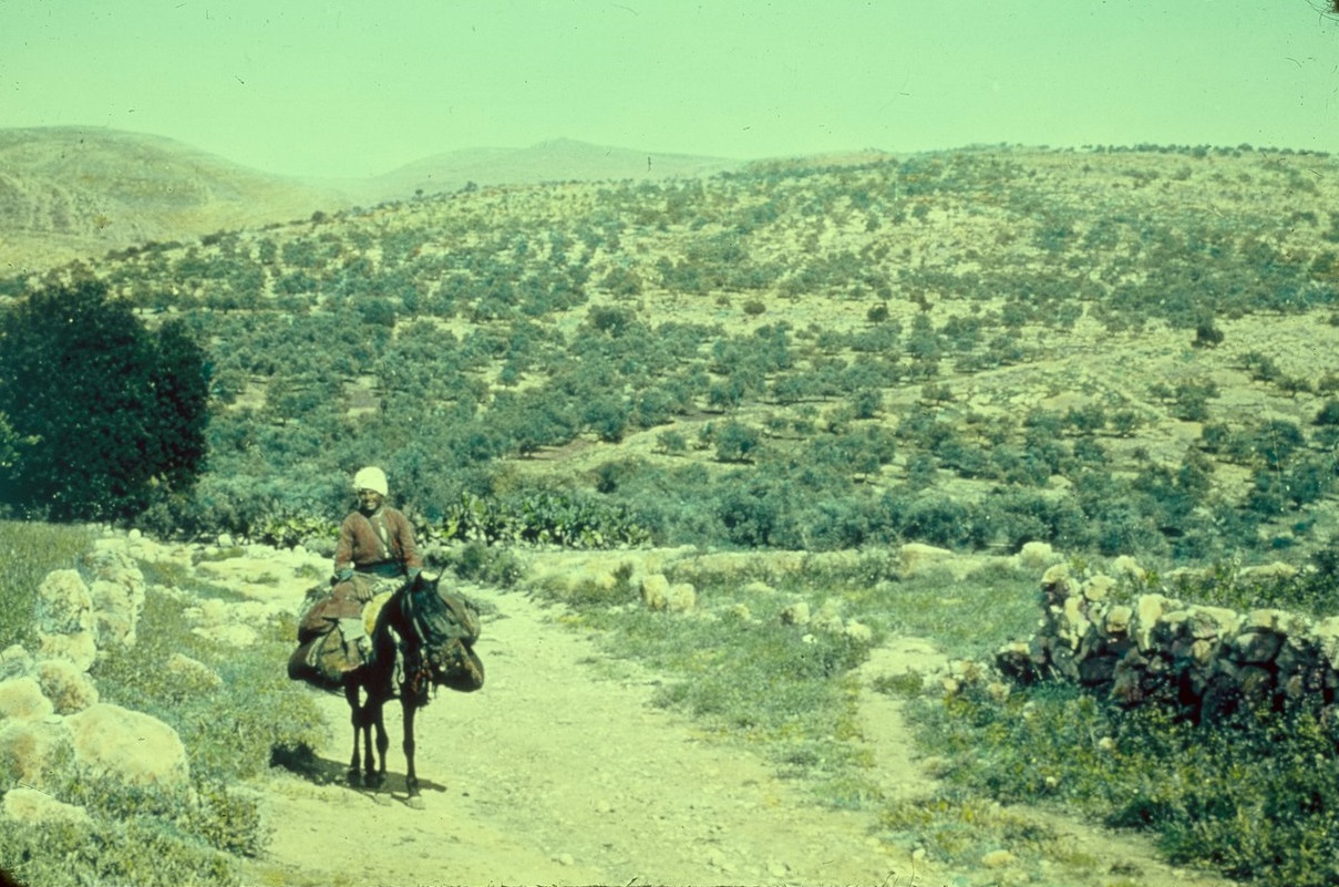 上图:伯·和仑的上坡路(Ascent of Beth-horon),是古代从沿海平原(如港口约帕)到中央山地(如耶路撒冷、伯特利)的必经之路。照片摄于1955-1977年,美国国会图书馆收藏。