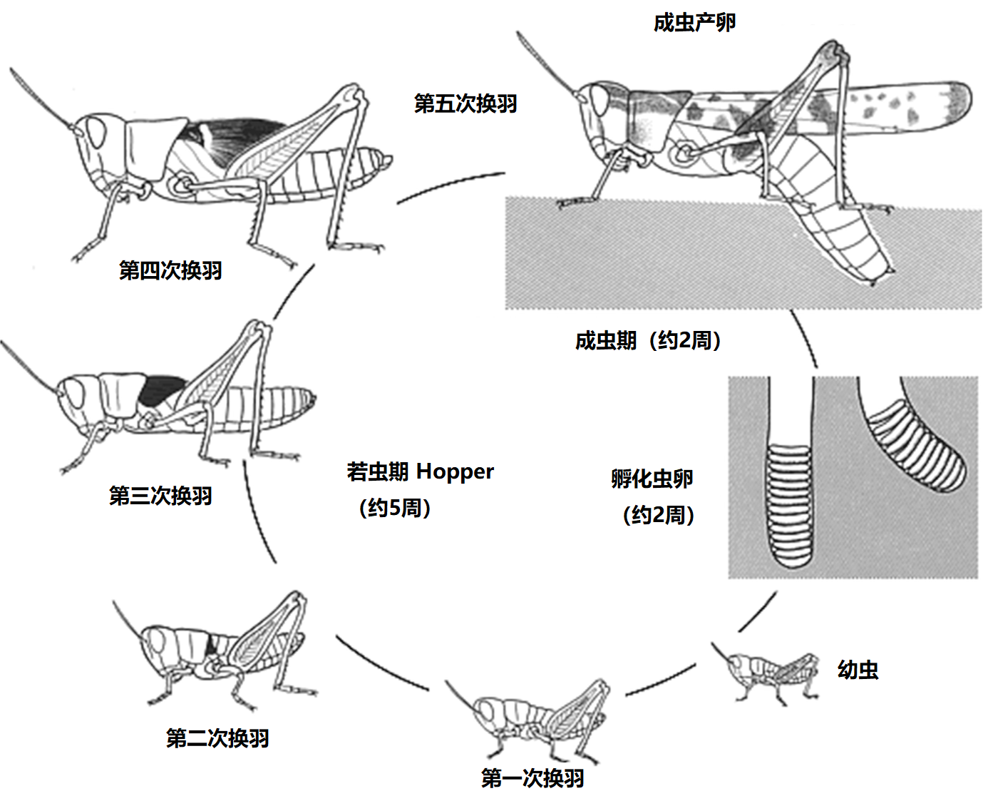 上图：蝗虫的生命周期。蝗虫是不完全变态（Hemimetabolism）的昆虫，一生经过卵、若虫和成虫三个发育阶段，卵产于土中，若虫和成虫在地上生活。交尾结束后，雌虫的腹部可伸长约两倍，向土中产卵。卵被雌虫分泌的泡沫状物包起来，保护蛋不受季节的变化和干燥的危害；通常去年暖冬或寒冬不够长久，第二年蝗灾就比较严重。蝗虫喜旱怕雨，一旦天雨，翅膀沾湿不能觅食，往往会饿死。刚孵化的幼虫仍包裹着薄皮，从土中出来后，开始在地面进行最初的蜕皮。幼虫没有翅膀。随着重复蜕皮，蜕皮共约五次，身体会逐渐变大，翅膀也会越来越明显。进行最后的蜕皮后，成虫的翅膀伸长，雌虫的产卵管形成，可以交配生产下一代。