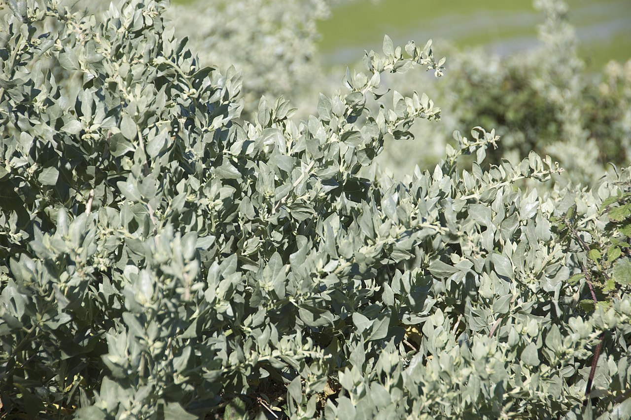 上图：「咸草」是一种滨藜属的植物（Atriplex Halimus），耐干旱，容易在碱性和盐碱化的土壤中，所以经常被当作牧草种植。它是沙鼠（Psammomys obesus）的主食。